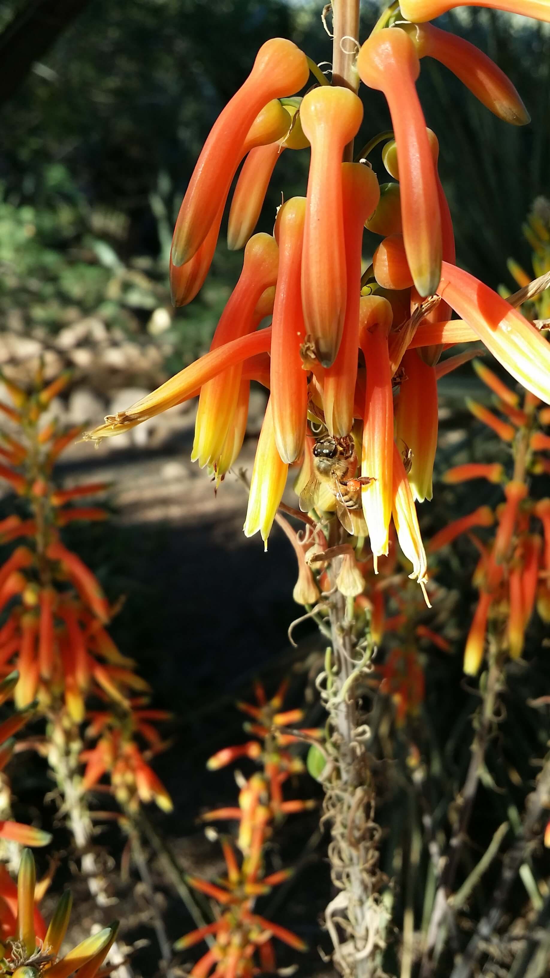 Phoenix Botanical Garden